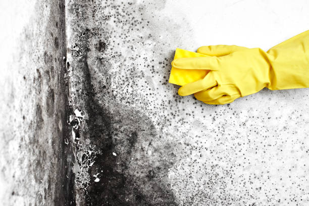 Best Kitchen Mold Remediation in Shepherd, TX