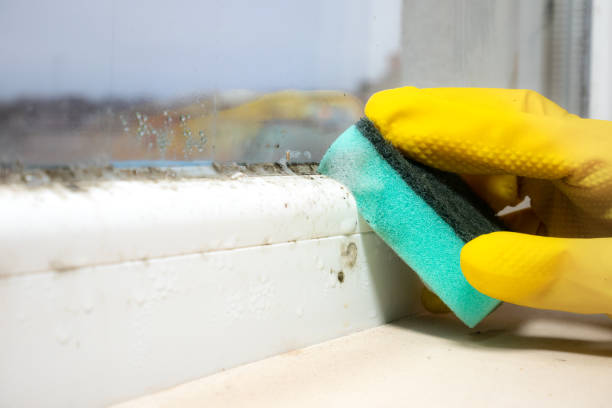 Best White Mold Remediation in Shepherd, TX