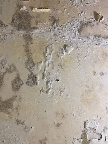 Trusted Shepherd, TX Mold Remediation Experts