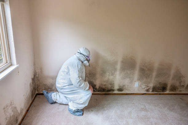 Best Localized Mold Remediation (e.g., coastal areas, humid climates) in Shepherd, TX
