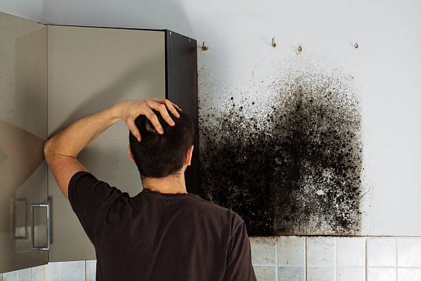 Best Black Mold Remediation in Shepherd, TX